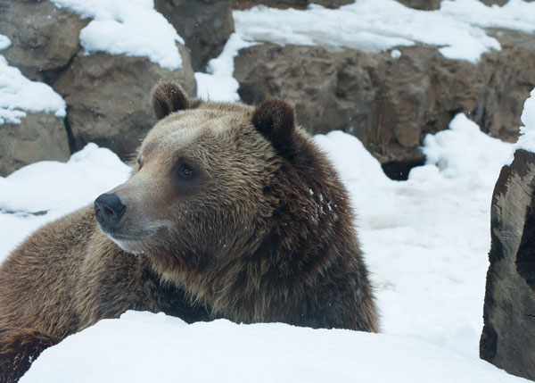 Winter Wonderland Camp at the Saint Louis Zoo